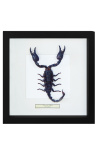 Decoratief frame met een schorpioen Heterometrus spinifer