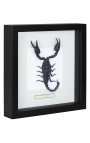 Cadre décoratif avec un Scorpion "Heterometrus Spinifer"
