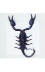 Dekorativ ram med en skorpion "Heterometrus Spinifer"