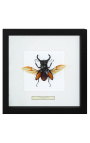 Decorative frame with a beetle "Hexatrius mandibularis"