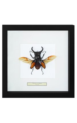 Dekorativ ram med en beetle "Hexatrius mandibularis"
