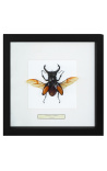 Cadru decorativ cu gândac Hexatrius mandibularis