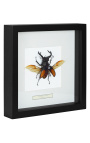 Marco decorativo con escarabajo "Hexatrius mandibularis"