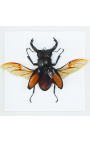 Dekorativer Rahmen mit Käfer "Hexatrius mandibularis"