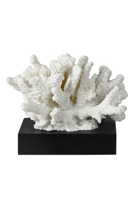 Coral mounted on a wooden base