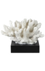 Coral mounted on a wooden base