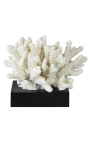 Coral mounted on a wooden base