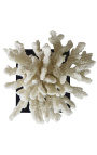 Koraller montert på en trefot
