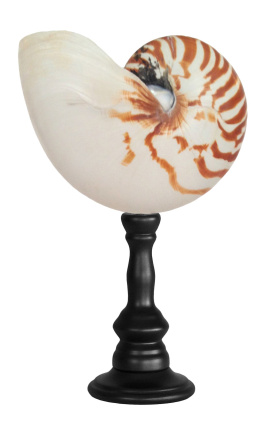 Nautilus natural grande en baluster de madera