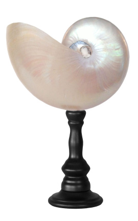 Gran nautilus perlado con baluster de madera