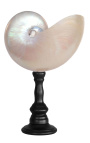 Große perlmuttfarbene Nautilus mit Holzbaluster