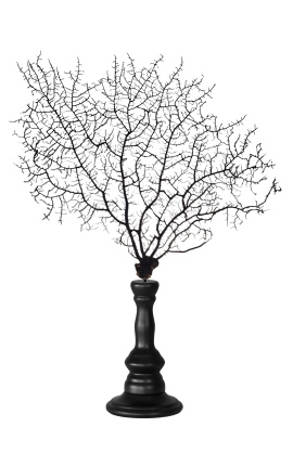 Black gorgonian (coral) on a wooden baluster