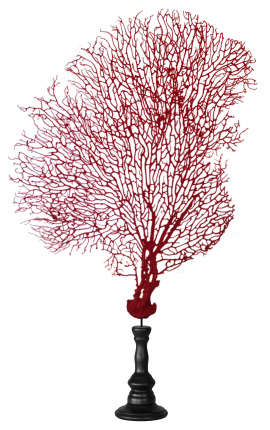 Red gorgonian (coral) on a wooden baluster