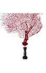 Gorgônia vermelha (coral) sobre balaústre de madeira