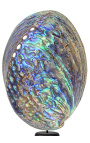 Abalone Paua en baluster de madera