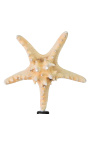 Grande estrela do mar "Selva" em balaústre de madeira