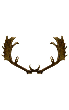 True horn antler from deer for wall decoration