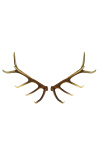 True horn antler from deer for wall decoration
