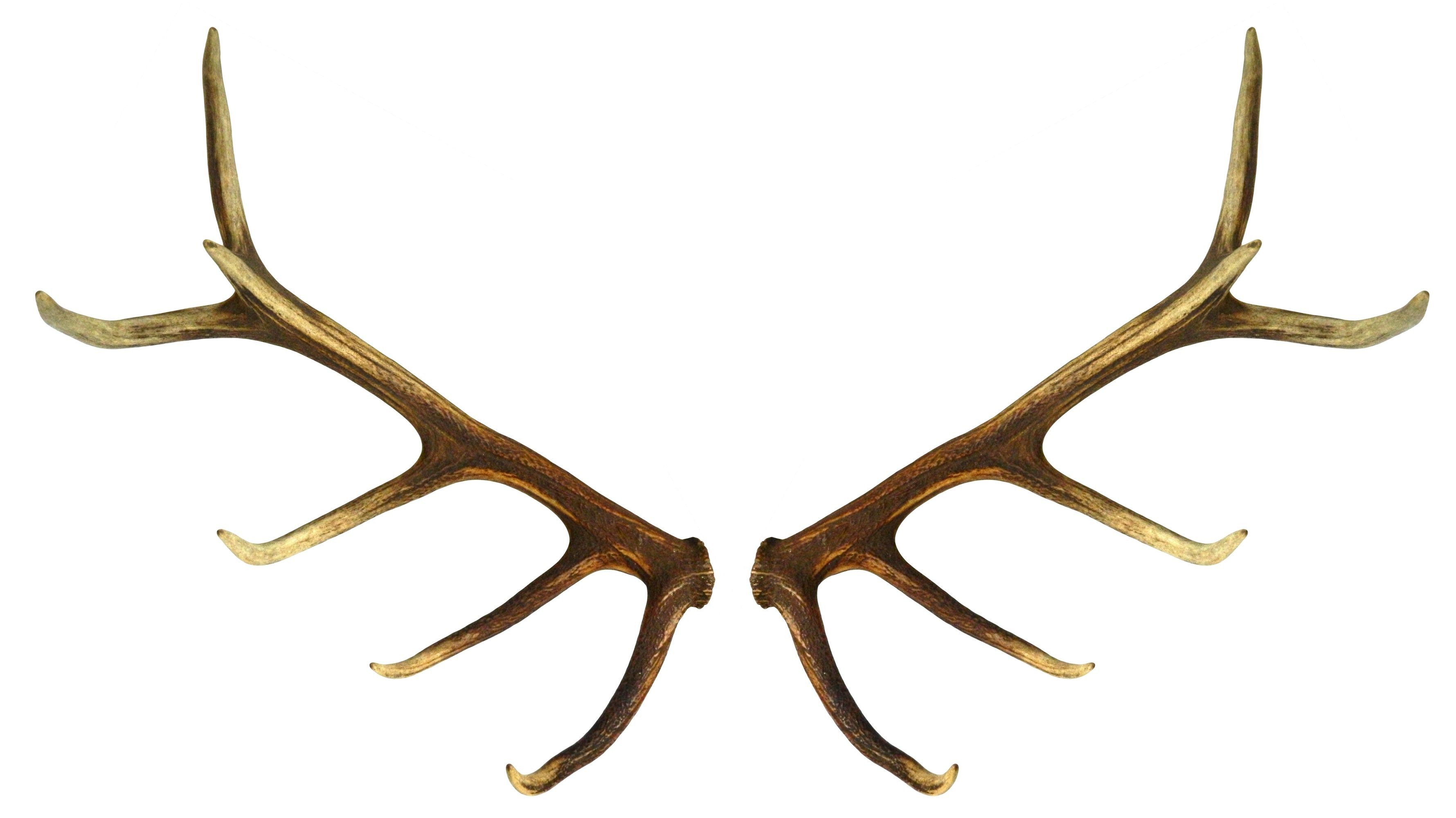 True Horn Antler From Red Deer For Wall Decoration