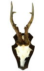 Wall decoration of deer hunting trophy mounted on wood 