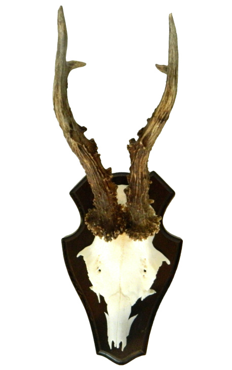 Wall decoration of deer hunting trophy mounted on wood 