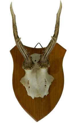 Troféu de caça ao veado montado em madeira para decoração de parede