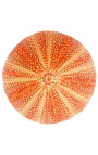 Stor rund orange sjöborre på träbalk