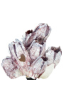 Grand barnacle pe balustre de lemn