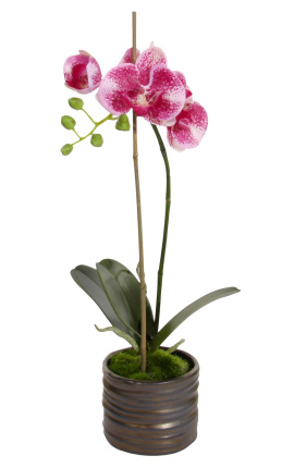 Orquídia Phalaenopsis morada en tela