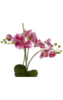 Orquídea Phalaenopsis roxa em tecido