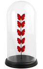Farfalle rosse presentate sotto un globo di vetro