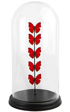 Červené motýle prezentované v sklenenej gule