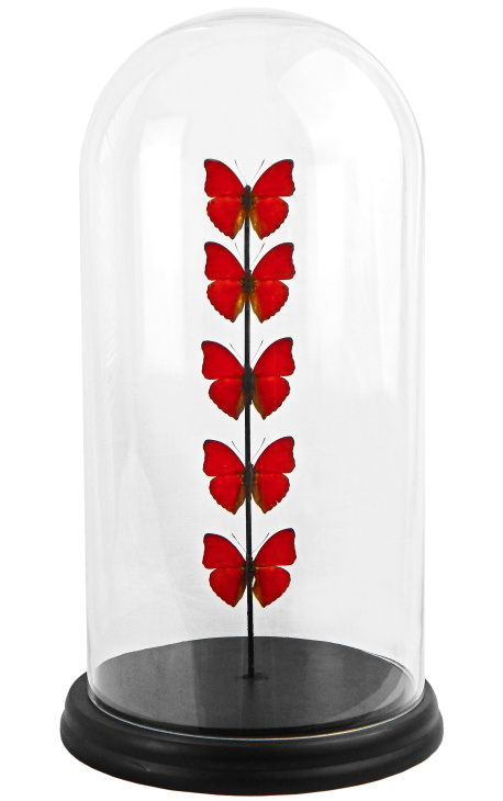 Röda fjärilar presenterade i en glasklot