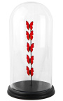 Red butterflies presented in a glass globe