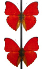 Punased liblikad klaaspallis