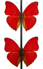 Red butterflies presented in a glass globe