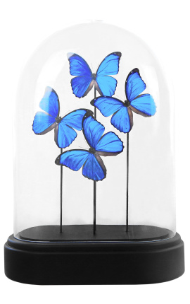 Mariposas "Morpho Menelaus" bajo un globo de cristal