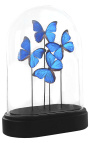 Papillons "Morpho Menelaus" sous globe en verre