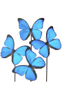 Farfalle "Morpho Menelaus" sotto il globo di vetro