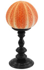 Large round orange sea urchin on wooden baluster