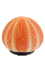 Grote ronde oranje zee-egel op houten baluster