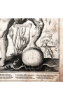 Große antike Gravur des menschlichen Körpers "visio captori microcosmi prima"