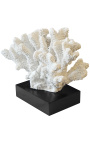 Grande coral montado em base de madeira