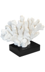 Large coral mounted on a wooden base
