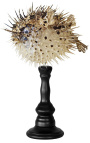 Diodon (naturalized fish) mounted on wooden baluster