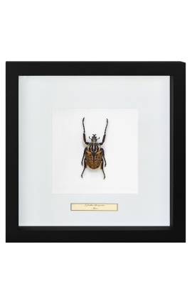 Moldura decorativa com Escaravelho "Goliathus Albosignatus"