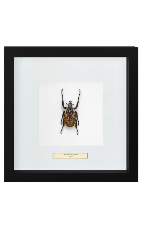Moldura decorativa com Escaravelho "Goliathus Albosignatus"
