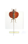 Moldura decorativa com lagarto voador "Draco Volans"