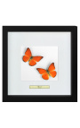 Dekorativ ramme med to sommerfugle "Appias Nero"