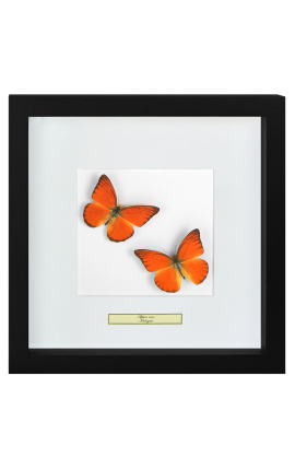 Dekoračný rám s dvoma motýľmi "Appias Nero"